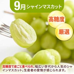 ふるさと納税 【先行予約2027年4月発送開始...の詳細画像4