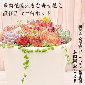 ふるさと納税 【多肉植物】大きな寄せ植え直径21cm白ポット 栃木県大田原市