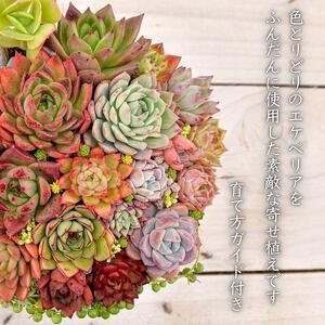 ふるさと納税 【多肉植物】大きな寄せ植え直径2...の詳細画像1