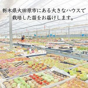 ふるさと納税 【多肉植物】大きな寄せ植え直径2...の詳細画像2