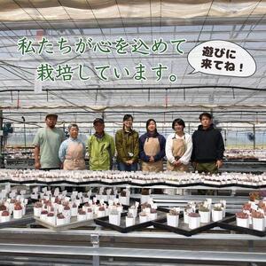 ふるさと納税 【多肉植物】大きな寄せ植え直径2...の詳細画像3