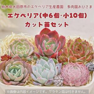 ふるさと納税 名無しエケベリア(中6個・小10個＋セダム他)カット苗セット 栃木県大田原市