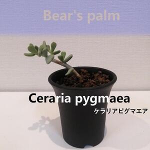 ふるさと納税 ケラリアピグマエア挿し木　Ceraria pygmaea_栃木県大田原市生産品_Bea...