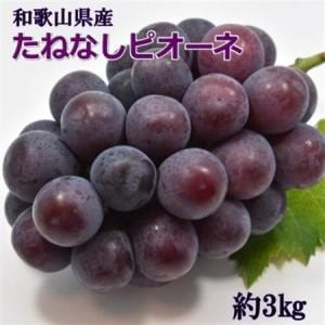 ふるさと納税 【新鮮・産直】和歌山県産たねなしピオーネ約3kg(4房〜7房)(日高町)【2026年度発送分】【配送不可地域：離島・北海道・沖縄県】.. 和歌山県日高町