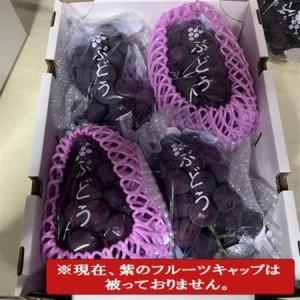 ふるさと納税 【新鮮・産直】和歌山県産たねなし...の詳細画像3