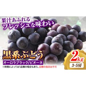 ふるさと納税 【2026年先行予約】ぶどう 黒系ぶどう 2kg ピオーネ オーロラブラック 岡山県産 3房 ~ 5房《2026年9月上旬-9月中旬頃より発送予定.. 岡山県浅口市