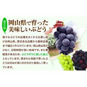 ふるさと納税 【2026年先行予約】ぶどう 黒...の詳細画像1