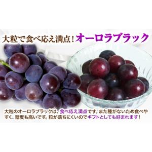 ふるさと納税 【2026年先行予約】ぶどう 黒...の詳細画像2
