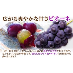ふるさと納税 【2026年先行予約】ぶどう 黒...の詳細画像3