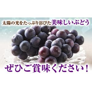 ふるさと納税 【2026年先行予約】ぶどう 黒...の詳細画像4