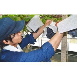 ふるさと納税 農家こだわりの シャイン マスカ...の詳細画像4