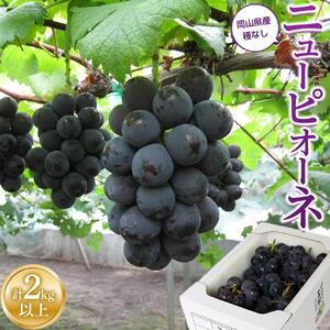ふるさと納税 ぶどう 2026年 ご家庭用 ニュー ピオーネ 合計2kg以上 産地直送 ぶどう ピオーネ 岡山県岡山市