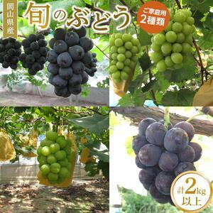 ふるさと納税 ぶどう 2026年 ご家庭用 旬のぶどう 2種類 合計 2kg 以上 産地直送 ぶどう ピオーネ 岡山県岡山市