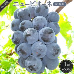 ふるさと納税 ぶどう 2026年 ニュー ピオーネ 1房 約500g 減農薬 栽培 ピオーネ 葡萄 岡山県産 国産 フルーツ 果物 ギフト ばんの農園 岡山県岡山市