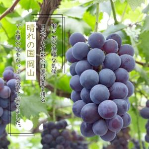 ふるさと納税 ニュー ピオーネ 約500g×2...の詳細画像1