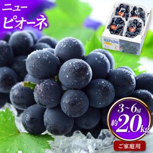 ふるさと納税 ご家庭用 ニュー ピオーネ 3〜6房 約2kg ｜ ピオーネ 岡山県岡山市
