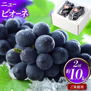 ふるさと納税 ご家庭用 ニュー ピオーネ 約500g×2房 ｜ ピオーネ　 岡山県岡山市