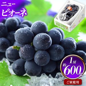 ふるさと納税 ご家庭用 ニュー ピオーネ 約600g×1房 ｜ ピオーネ 岡山県岡山市