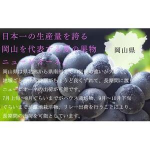ふるさと納税 ニュー ピオーネ 3房〜6房 約...の詳細画像2