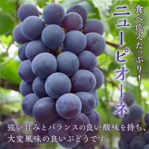 ふるさと納税 ぶどう 2026年 ニュー ピオ...の詳細画像1