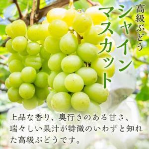 ふるさと納税 ぶどう 2026年 ニュー ピオ...の詳細画像2