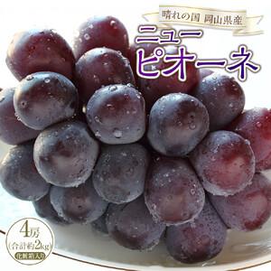 ふるさと納税 ぶどう 2026年 ニュー ピオーネ 4房（合計約2kg） ブドウ 葡萄 岡山県産 国産 フルーツ 果物 ギフト 岡山県岡山市