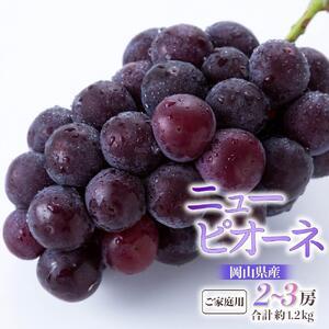 ふるさと納税 2026年 ご家庭用 ニュー ピオーネ 2〜3房 合計約1.2kg ｜ ピオーネ 岡山県岡山市