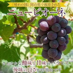ふるさと納税 ぶどう 2026年 岡山県産 大...の詳細画像1