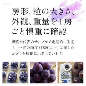 ふるさと納税 ぶどう 2026年 岡山県産 大...の詳細画像3