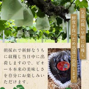 ふるさと納税 ぶどう 2026年 岡山県産 大...の詳細画像4