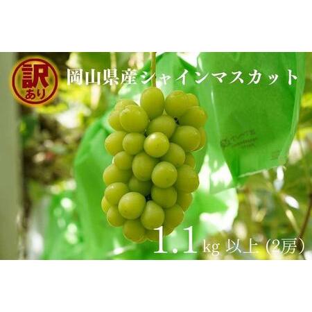 ふるさと納税 訳あり シャインマスカット 2房 合計1.1kg以上　｜ シャインマスカット 岡山県岡...