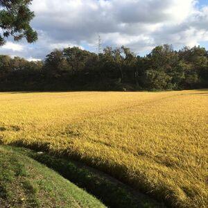 ふるさと納税 秋田県産 あきたこまち 30kg...の詳細画像4