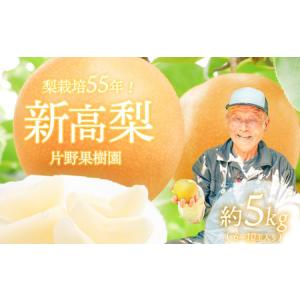 ふるさと納税 新高梨 約5kg 09月下旬発送 梨 先行受付 茨城県八千代町