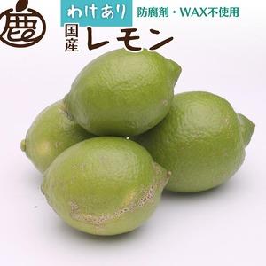 ふるさと納税 ＜9月より発送＞家庭用 黒潮レモン2kg＋60g（傷み補償分）【和歌山有田産】【防腐剤...