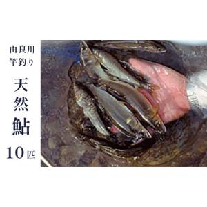 ふるさと納税 【2024年夏発送】天然生鮎 10匹（約17cm...