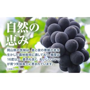ふるさと納税 ニューピオーネ 2房【配送不可地...の詳細画像1