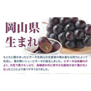 ふるさと納税 ニューピオーネ 2房【配送不可地...の詳細画像3