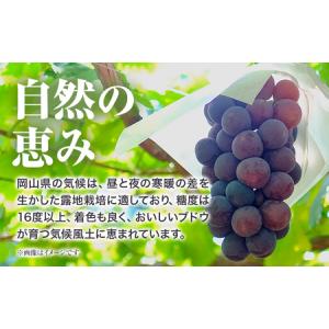 ふるさと納税 訳ありつる付きニューピオーネ 2...の詳細画像1