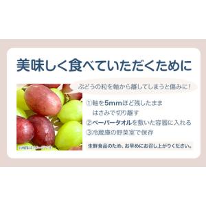 ふるさと納税 訳ありつる付きニューピオーネ 2...の詳細画像3