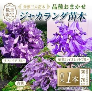 ふるさと納税 ≪世界三大花木≫ ジャカランダ 苗木 1本 30cm〜70cm_C140-25 宮崎県日南市