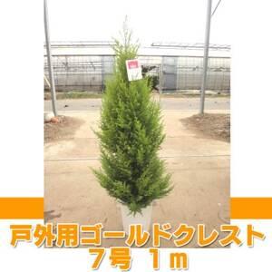 ふるさと納税 ゴールドクレスト(戸外用) 7号鉢　高さ:約1メートル 【クリスマスツリー シンボルツ...