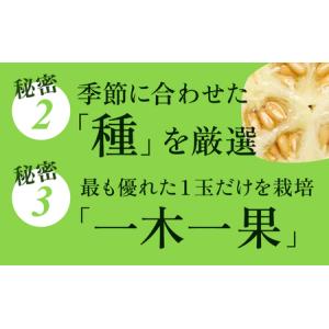 ふるさと納税 メロン 定期便 12ヶ月 白等級...の詳細画像3