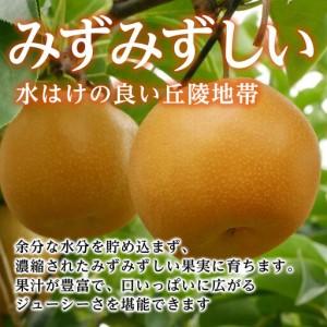 ふるさと納税 【南信州産】梨「幸水」秀品約5k...の詳細画像4