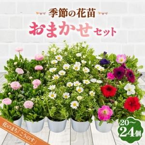 ふるさと納税 季節の花苗おまかせセット 20〜2...の商品画像