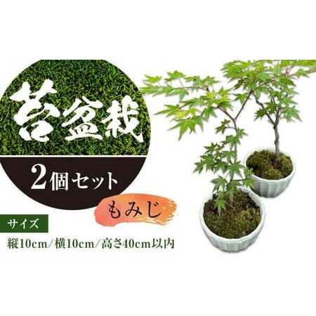 ふるさと納税 144-1095 苔 盆栽 (もみじ) 2個 セット 【2024年11月上旬まで発送予...