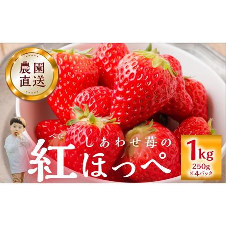 ふるさと納税 【4-5月発送】期間限定 自宅用 いちご 紅ほっぺ 1kg (250g × 4p) [...