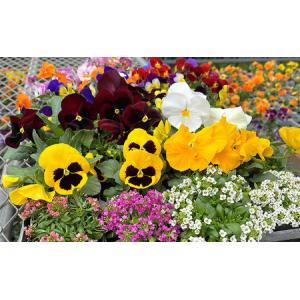 ふるさと納税 秋 の 花苗 おすすめ セット ...の詳細画像1