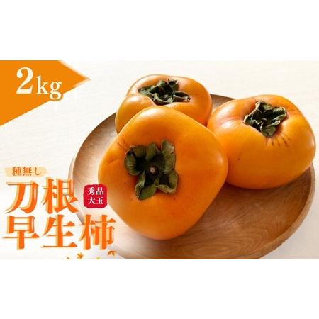 ふるさと納税 柿 かき 種無し 秀品 大玉 フルーツ くだもの/【先行予約】種無し柿 刀根早生柿 秀...