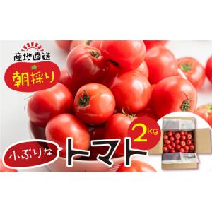 ふるさと納税 【先行受付】令和7年産 12月〜発送 大容量 トマト 2kg 大玉トマト の 小ぶり サイズ おまかせ 不揃い 訳あり 訳アリ とまと 野菜 .. 岐阜県本巣市｜furunavi