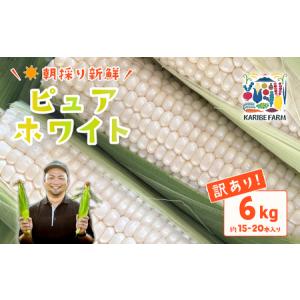 ふるさと納税 とうもろこし 訳あり ピュアホワイト 6kg 先行予約 トウモロコシ 茨城県下妻市